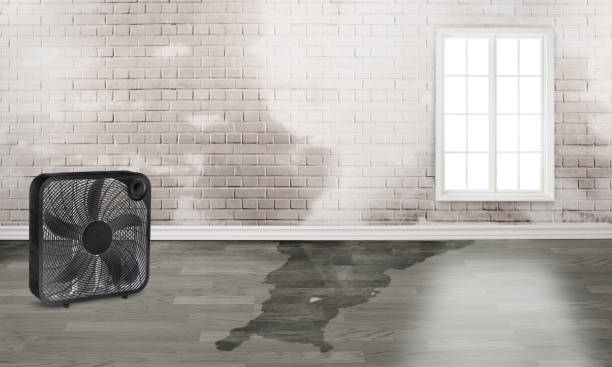 Best Basement water damage restoration  in Yaeyville, NC